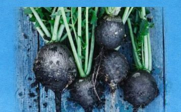 IZ KORIJENA OBNAVLJA ŠTITNU ŽLIJEZDU, ŽUČ I JETRU: Ima posebna ljekovita svojstava…