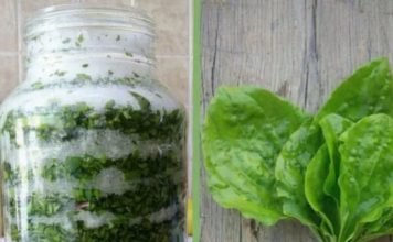 Sirup od bokvice – prirodni lijek za pluća, kašalj i sluz u disajnim putevima