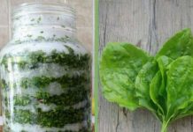 Sirup od bokvice za pluća, kašalj i sluz u disajnim putevima