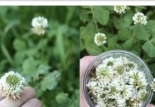 VRIJEDNIJA OD ZLATA! Bijela djetelina: Biljka koja raste svuda, ali krije nevjerojatnu moć! OVAKO SE KORISTI