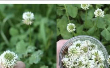 VRIJEDNIJA OD ZLATA! Bijela djetelina: Biljka koja raste svuda, ali krije nevjerojatnu moć! OVAKO SE KORISTI