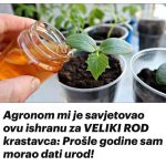 Agronom mi je savjetovao ovu ishranu za VELIKI ROD krastavca: Prošle godine sam morao dati urod!