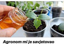 Agronom mi je savjetovao ovu ishranu za VELIKI ROD krastavca: Prošle godine sam morao dati urod!