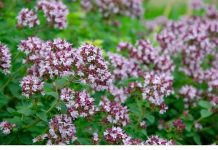 0V0 je najzdraviji čaj na svijetu: Sprječava sve 0D obične prehlade D0 kancera!