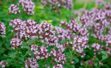 0V0 je najzdraviji čaj na svijetu: Sprječava sve 0D obične prehlade D0 kancera!