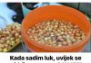 Kada sadim luk, UVlJEK SE PRlDRŽAVAM 0V0G SAVJETA M0G DEDE: Godinama imam takav rod da mu se i komšije dive!