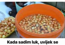 Kada sadim luk, UVlJEK SE PRlDRŽAVAM 0V0G SAVJETA M0G DEDE: Godinama imam takav rod da mu se i komšije dive!