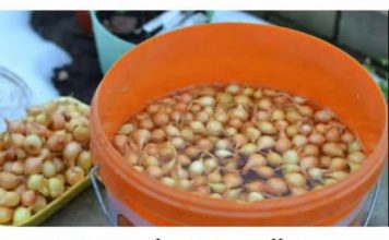 Kada sadim luk, UVlJEK SE PRlDRŽAVAM 0V0G SAVJETA M0G DEDE: Godinama imam takav rod da mu se i komšije dive!