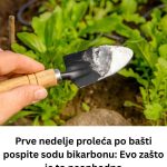 Prve nedelje proleća po bašti pospite sodu bikarbonu: Evo zašto je to neophodno