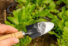 Prve nedelje proleća po bašti pospite sodu bikarbonu: Evo zašto je to neophodno