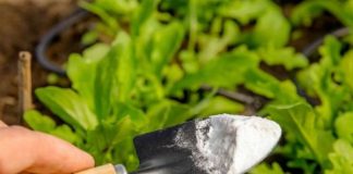 Prve nedelje proleća po bašti pospite sodu bikarbonu: Evo zašto je to neophodno