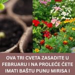 Ova tri cveta zasadite u februaru i na proleće ćete imati baštu punu mirisa i boja: Idealni su i za terase