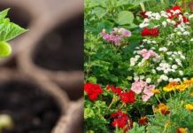 Ova tri cveta zasadite u februaru i na proleće ćete imati baštu punu mirisa i boja: Idealni su i za terase