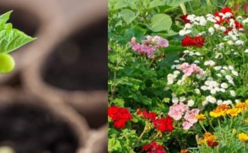 Ova tri cveta zasadite u februaru i na proleće ćete imati baštu punu mirisa i boja: Idealni su i za terase