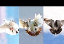 TEST: Odaberite jednog goluba isaznajte šta će se dogoditi u sljedeća 3 dana!