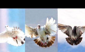 TEST: Odaberite jednog goluba isaznajte šta će se dogoditi u sljedeća 3 dana!