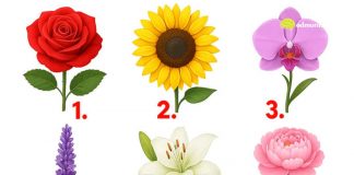 TEST: Koji cvijet vam se najviše dopada? – On otkriva kako vas drugi zapravo vide!