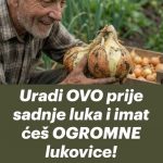 Uradi ovo prije sadnje luka i imat ćeš OGROMNE lukovice!
