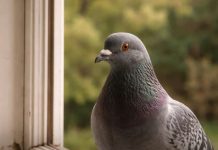 Narodno vjerovanje koje rijetko ko zna: Što znači kada vam ptica sleti na prozor ili pokuca na staklo