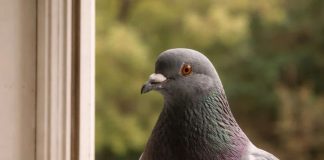 Narodno vjerovanje koje rijetko ko zna: Što znači kada vam ptica sleti na prozor ili pokuca na staklo