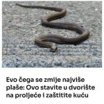 Evo čega se zmije najviše plaše: Ovo stavite u dvorište na proljeće i zaštitite kuću