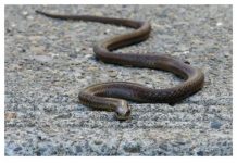 Evo čega se zmije najviše plaše: Ovo stavite u dvorište na proljeće i zaštitite kuću