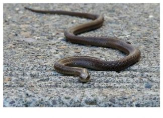 Evo čega se zmije najviše plaše: Ovo stavite u dvorište na proljeće i zaštitite kuću