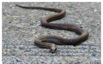 Evo čega se zmije najviše plaše: Ovo stavite u dvorište na proljeće i zaštitite kuću