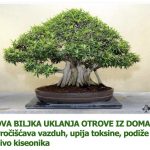 OVA BILJKA UKLANJA OTROVE IZ DOMA! Pročišćava vazduh, upija toksine, podiže nivo kiseonika