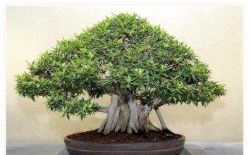 OVA BILJKA UKLANJA OTROVE IZ DOMA! Pročišćava vazduh, upija toksine, podiže nivo kiseonika