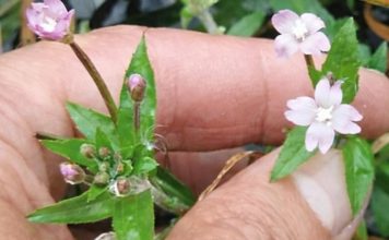 NAJVEĆI MUŠKI ZDRAVSTVENI PROBLEM: Ovo je najbolji prirodni lijek za prostatu na svijetu…