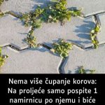 Nema više čupanje korova: Na proljeće samo pospite 1 namirnicu po njemu i biće trajno uništen