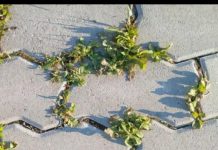 Nema više čupanje korova: Na proljeće samo pospite 1 namirnicu po njemu i biće trajno uništen