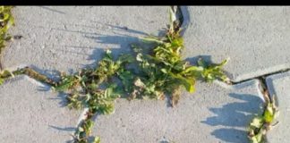 Nema više čupanje korova: Na proljeće samo pospite 1 namirnicu po njemu i biće trajno uništen