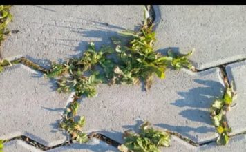 Nema više čupanje korova: Na proljeće samo pospite 1 namirnicu po njemu i biće trajno uništen