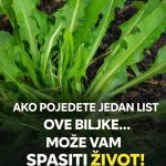 Ako pojedete jedan list ove biljke možete da spasite sebi život! Evo kako se koristi da bi u narednoj minuti mogao djelovati…
