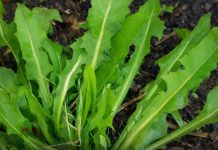 Ako pojedete jedan list ove biljke možete da spasite sebi život! Evo kako se koristi da bi u narednoj minuti mogao djelovati…