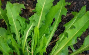 Ako pojedete jedan list ove biljke možete da spasite sebi život! Evo kako se koristi da bi u narednoj minuti mogao djelovati…