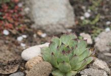 Moćan prirodni lijek od čuvarkuće: Uništava opasnu bakteriju u želucu, spriječava nadimanje i čuva zdravlje stomaka