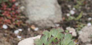 Moćan prirodni lijek od čuvarkuće: Uništava opasnu bakteriju u želucu, spriječava nadimanje i čuva zdravlje stomaka