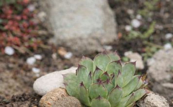 Moćan prirodni lijek od čuvarkuće: Uništava opasnu bakteriju u želucu, spriječava nadimanje i čuva zdravlje stomaka