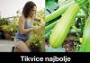 Tikvice najbolje uspijevaju kada se posade u kante ili saksije: Evo kako da ih gajite na balkonu