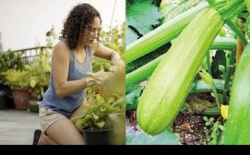 Tikvice najbolje uspijevaju kada se posade u kante ili saksije: Evo kako da ih gajite na balkonu