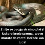 ZMIJE SE SAMO OVOGA KRVNIČKI PLAŠE! Čim to OSETE BEŽE KAO LUDE! Nikada se NEĆE VRATITI, Srbi, SAMO U TOME JE SPAS!
