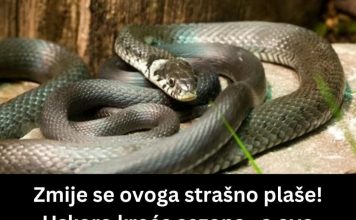 ZMIJE SE SAMO OVOGA KRVNIČKI PLAŠE! Čim to OSETE BEŽE KAO LUDE! Nikada se NEĆE VRATITI, Srbi, SAMO U TOME JE SPAS!