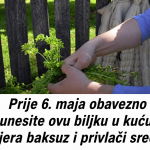 AKO OVO NISTE URADILI PRIJE 6. MAJA, KAŽU DA GUBITE SREĆU: Obavezno unesite biljku u dom