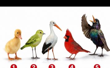 Brzi psihološki test: Izaberite jednu pticu i otkrijte šta vas izdvaja iz mase, rezultati su nevjerovatno tačni
