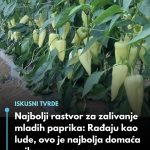 Najbolji rastvor za zalivanje mladih paprika: Rađaju kao lude, ovo je najbolja domaća prihrana