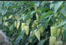 Najbolji rastvor za zalivanje mladih paprika: Rađaju kao lude, ovo je najbolja domaća prihrana