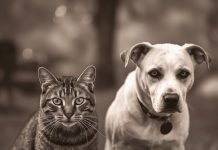 Mačke osjete kad vam dolazi bolest, a psi kad vam dolazi loša osoba: Evo kako životinje skeniraju energiju